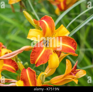 Rosso , giallo ed arancione bonanza fiori presso l' Università di Nottingham Foto Stock