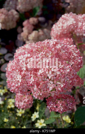 Hydrangea arborescens Annabelle rosa Foto Stock