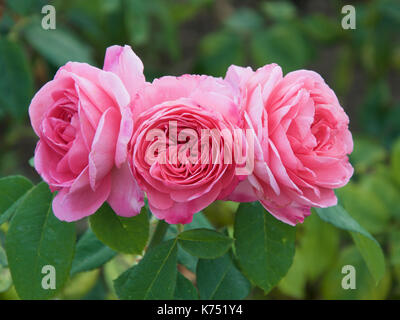 Rosa Gertrude Jekyll 'Ausbord' Foto Stock