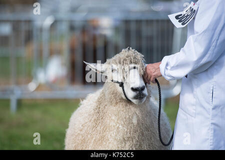 La donna che mostra un Cotswold pecore a Henley paese mostrano, Oxfordshire, Regno Unito Foto Stock