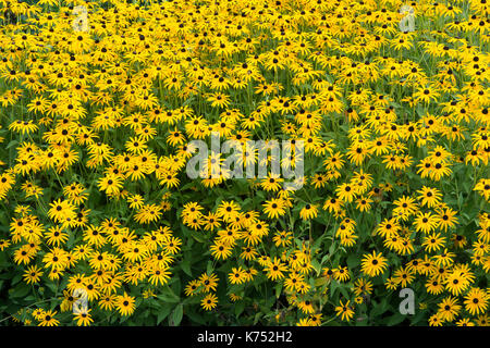 Rudbeckia fulgida var. Deamii. Deam's coneflowers in un giardino confine. RHS Wisley Gardens, Surrey, Regno Unito Foto Stock