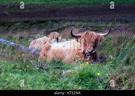 Highland bovini nei cieli bui galloway Forest park Scozia Scotland Foto Stock