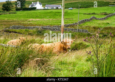 Highland bovini nei cieli bui galloway Forest park Scozia Scotland Foto Stock