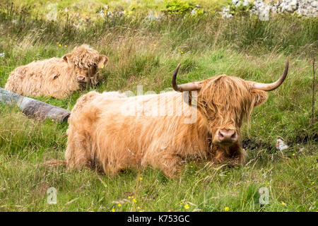 Highland bovini nei cieli bui galloway Forest park Scozia Scotland Foto Stock