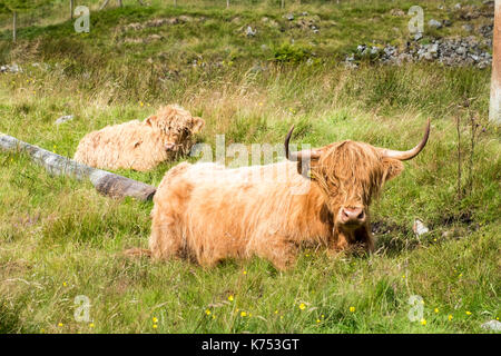 Highland bovini nei cieli bui galloway Forest park Scozia Scotland Foto Stock