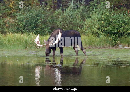 Adulto shiras bull moose alimentazione su erba di acqua vicino alla riva del lago fishercap sul swiftcurrent sentiero escursionistico in molti regione dei ghiacciai del glacier nat Foto Stock