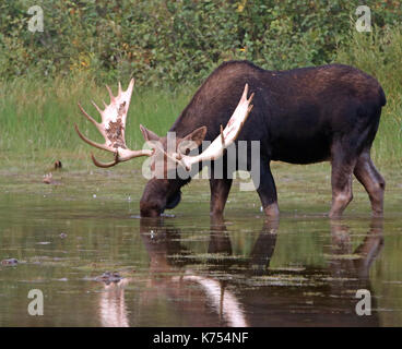 Adulto shiras bull moose alimentazione su erba di acqua vicino alla riva del lago fishercap sul swiftcurrent sentiero escursionistico in molti regione dei ghiacciai del glacier nat Foto Stock