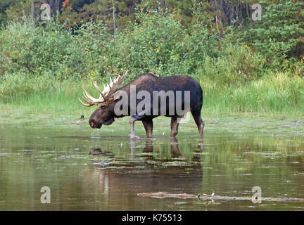 Adulto Shiras Bull Moose camminare vicino a riva del lago Fishercap sul Swiftcurrent sentiero escursionistico in molti regione dei ghiacciai del Parco Nazionale di Glacier duri Foto Stock