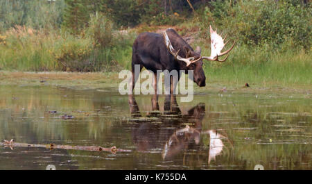 Adulto Shiras Bull Moose camminare vicino a riva del lago Fishercap sul Swiftcurrent sentiero escursionistico in molti regione dei ghiacciai del Parco Nazionale di Glacier duri Foto Stock