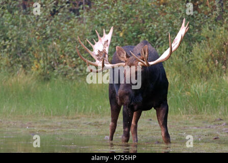 Adulto Shiras Bull Moose camminare vicino a riva del lago Fishercap sul Swiftcurrent sentiero escursionistico in molti regione dei ghiacciai del Parco Nazionale di Glacier duri Foto Stock