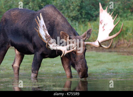 Adulto shiras bull moose alimentazione su erba di acqua vicino alla riva del lago fishercap sul swiftcurrent sentiero escursionistico in molti regione dei ghiacciai del glacier nat Foto Stock