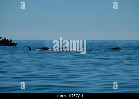 Whale watching in una piccola barca è un ottimo modo per vedere gli animali. Foto Stock