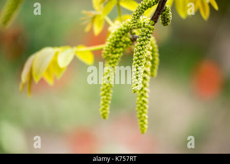 Foglie Foto Stock