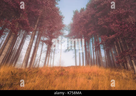 Paesaggio autunnale e nebbiosa mattina nella foresta, Foto Stock