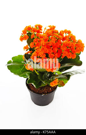 Piccoli fiori arancione di rubiaceae tree. Fiore di arancia impianto. Fiori di cluster ixora. Foto Stock