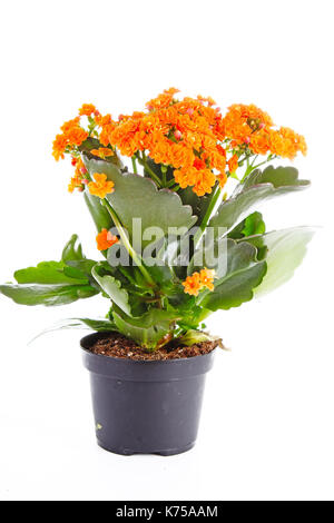 Piccoli fiori arancione di rubiaceae tree. Fiore di arancia impianto. Fiori di cluster ixora. Foto Stock