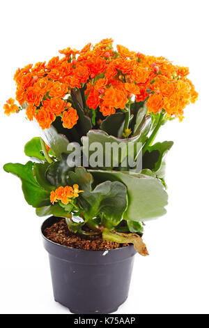 Piccoli fiori arancione di rubiaceae tree. Fiore di arancia impianto. Fiori di cluster ixora. Foto Stock