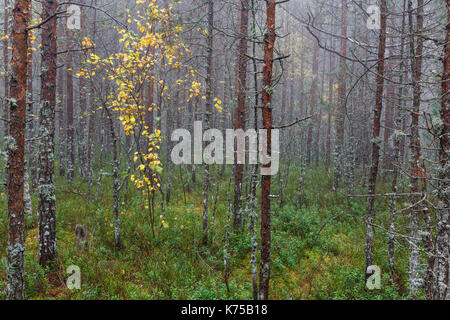 Misterioso, scura e nebbiosa pineta con foglie di giallo Foto Stock