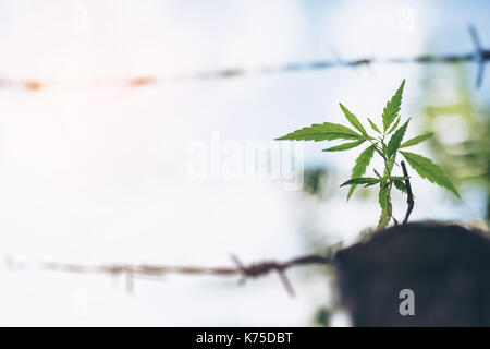 La marijuana di piantine che cresce dal seme su un luminoso giorno d'estate. Close up. Foto Stock