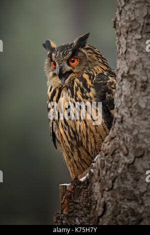 Gufo reale - Bubo bubo Foto Stock