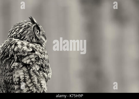 Gufo reale - Bubo bubo Foto Stock