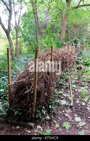 Siepe morto in costruzione come un mezzo per creare un corridoio di fauna selvatica in locale di giardini pubblici Foto Stock