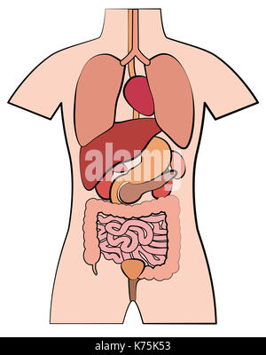 Anatomia umana, gli organi interni - schematiche in stile fumetto illustrazione su sfondo bianco. Foto Stock