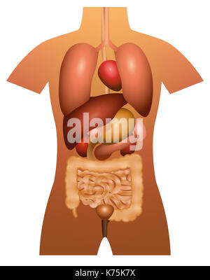 Gli organi interni - anatomia umana - 3d'illustrazione su sfondo bianco. Foto Stock