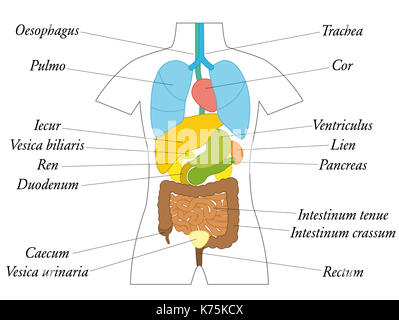 Gli organi interni con termini latini - schema grafico con organi colorati per uso scolastico o di formazione generale - illustrazione su sfondo bianco. Foto Stock