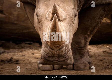 Ritratto di Rhino Foto Stock