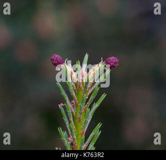 Pino silvestre, pino silvestre (Pinus sylvestris 'Watereri', Pinus sylvestris Watereri), fioritura cono femmina Foto Stock