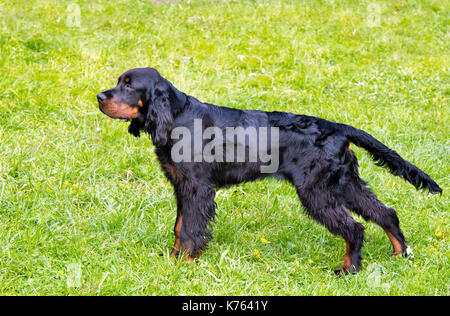 Gordon setter stand. Il gordon setter è sull'erba. Foto Stock