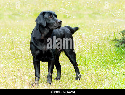 Il labrador nero guarda. labrador retriever è sull'erba verde. Foto Stock