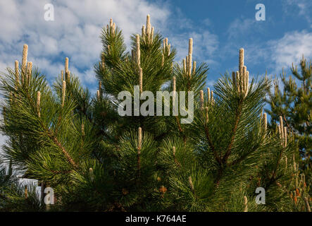 Flower Pinus montana (Pinus mugo), fioritura cono femmina su uno sfondo di cielo blu e nuvole bianche Foto Stock