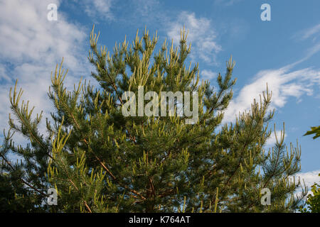 Flower Pinus montana (Pinus mugo), fioritura cono femmina su uno sfondo di cielo blu e nuvole bianche Foto Stock