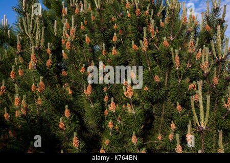 Flower Pinus montana (Pinus mugo), fioritura cono femmina su uno sfondo di cielo blu e nuvole bianche Foto Stock