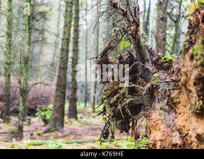 Caduto albero di pino in una piantagione Foto Stock