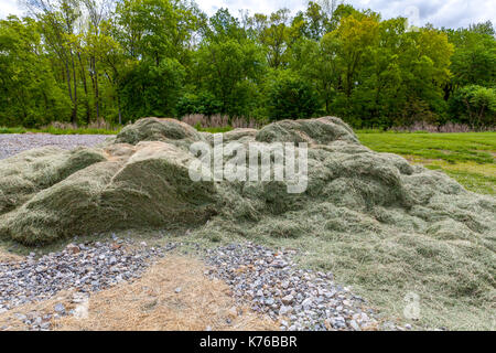 Verde erba secca, il mucchio di fieno in un campo Foto Stock