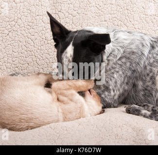 Giovane cane e gatto gioco delicatamente combattimenti Foto Stock