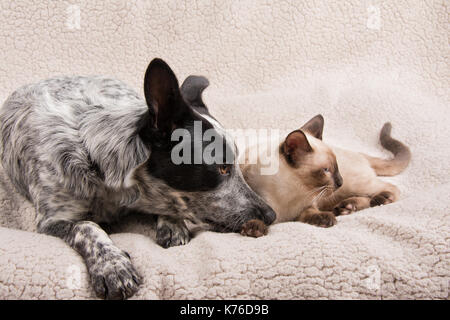 Cucciolo e gattino rannicchiò fino sdraiati accanto a ciascun altro, guardando a destra Foto Stock