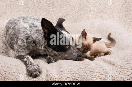 Momento di gara tra un giovane cane e gatto sdraiato accanto a ciascun altro Foto Stock