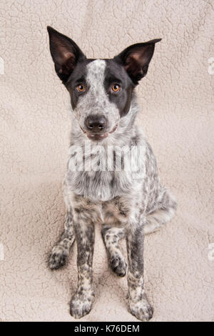 Carino spotted giovani texas heeler dog sitter verso il basso guardando il visore con una curiosa espressione Foto Stock