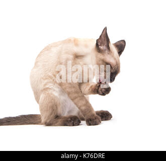 Vista laterale di un giovane gatto siamese gatto leccare la sua zampata, su sfondo bianco Foto Stock