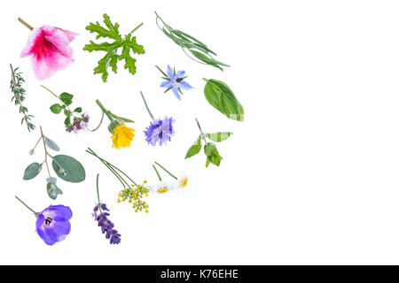 Varie erbe aromatiche e piante medicinali contro sfondi bianco con spazio di copia Foto Stock