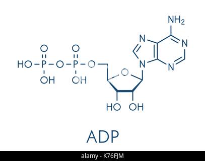 L'adenosina difosfato (ADP) molecola. svolge ruolo essenziale nell'uso di energia e di stoccaggio in cella. formula scheletrico. Illustrazione Vettoriale