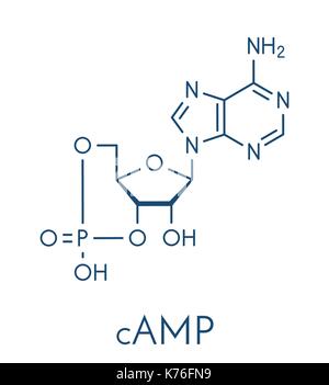 Adenosina monofosfato ciclico (CAMP) seconda molecola di messenger. svolge ruolo in la transduzione del segnale intracellulare. formula scheletrico. Illustrazione Vettoriale