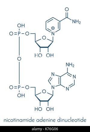 Nicotinammide adenina dinucleotide (NAD+) coenzima molecola. importante coenzima in molte reazioni di ossidoriduzione. formula scheletrico. Illustrazione Vettoriale