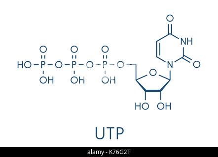 Uridina trifosfato (UTP) Sequenza nucleotidica molecola. building block di RNA. formula scheletrico. Illustrazione Vettoriale