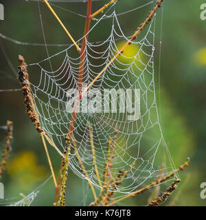 Coperti di rugiada spider web sui rami di alberi in una foresta prato in Montagne Adirondack, New York NY USA Foto Stock