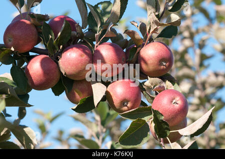 Red mele mature su apple ramo di albero, cielo blu sullo sfondo. Foto Stock